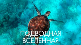 Подводная Вселенная