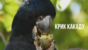 Крик какаду