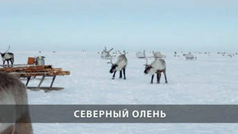Северный олень