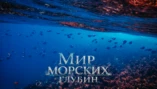 1-я серия