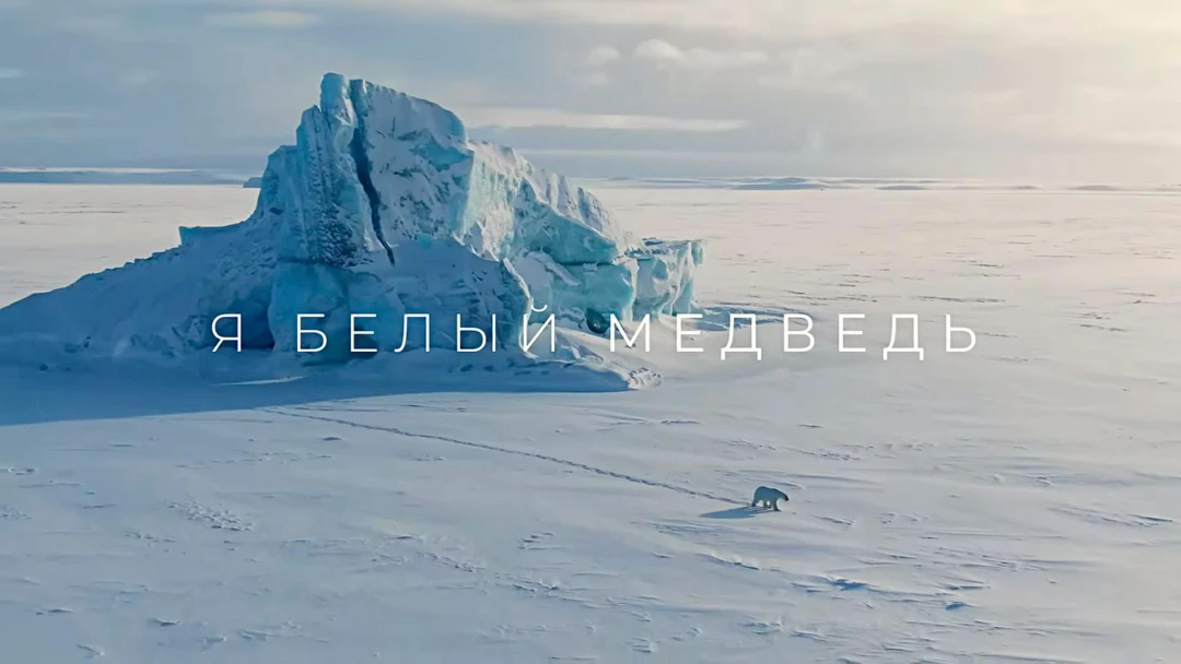 Передача Я - белый медведь