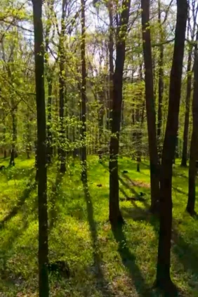 Весенний лес Чехия