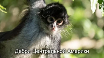 Дебри Центральной Америки