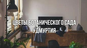 Цветы Ботанического сада Удмуртия