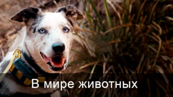 Спаситель коал