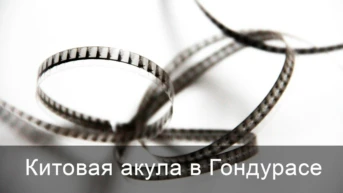 Китовая акула в Гондурасе