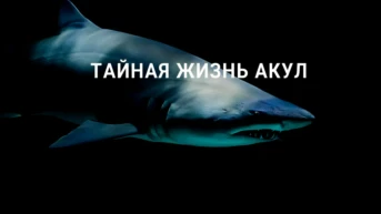 Тайная жизнь акул