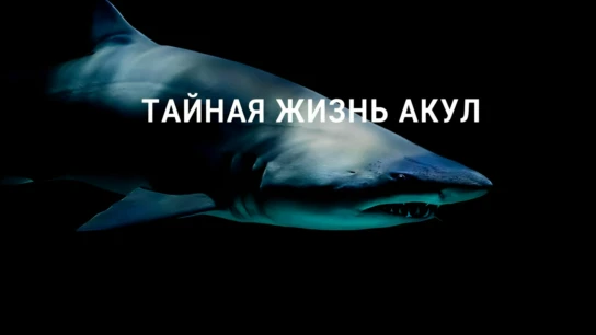 Тайная жизнь акул