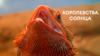 Королевства солнца
