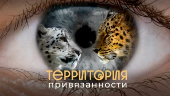 Территория привязанности