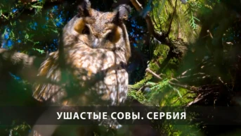 Ушастые совы. Сербия