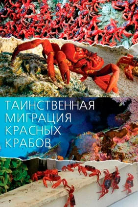 Таинственная миграция красных крабов