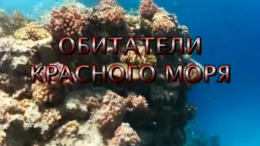 1-я серия