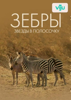 Зебры: звёзды в полосочку