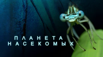 Планета насекомых