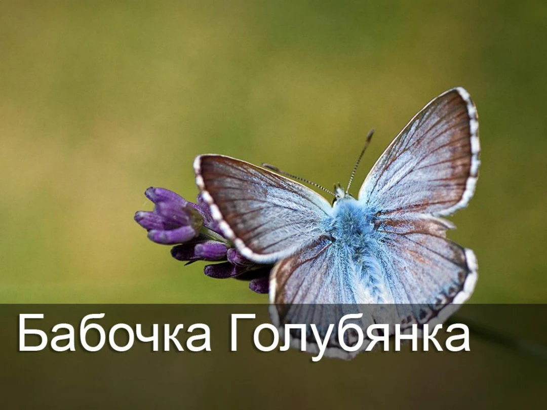 Передача Бабочка Голубянка