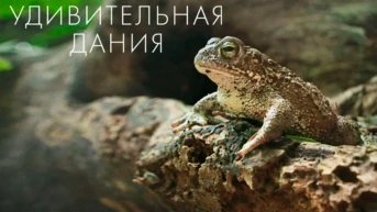 Удивительная Дания