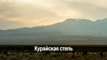 Курайская степь