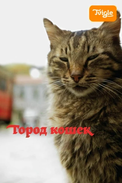 Город кошек
