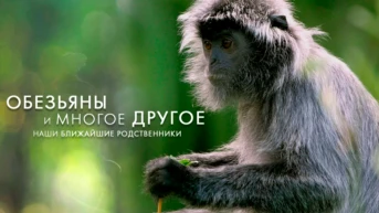 Обезьяны и не только: наши ближайшие родственники