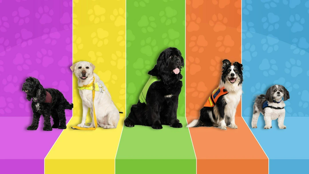 Сериал Dog Squad
