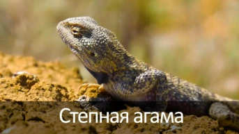 Степная агама