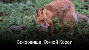 Сокровища Южной Кореи