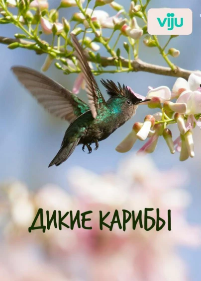 Нетронутые Карибы
