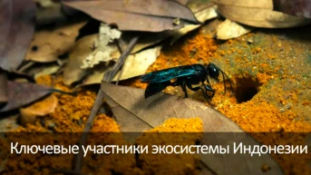 Ключевые участники экосистемы Индонезии