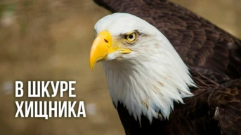 В шкуре хищника