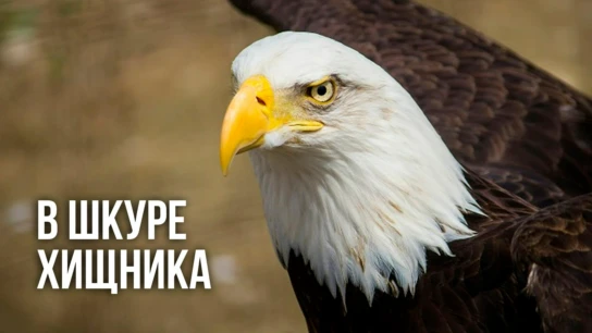 В шкуре хищника