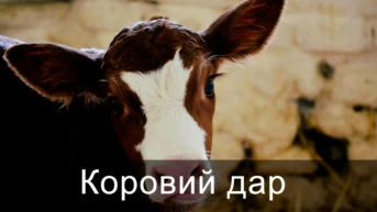 Коровий дар