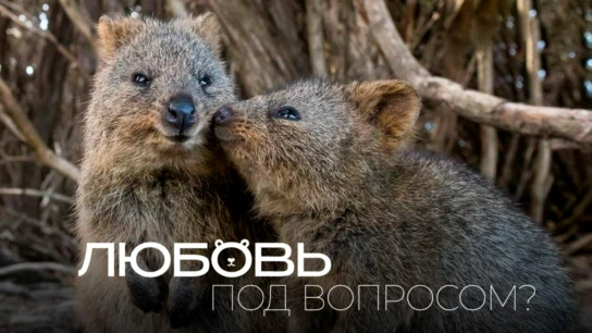Любовь под вопросом?