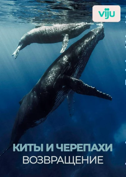 Киты и черепахи. Возвращение
