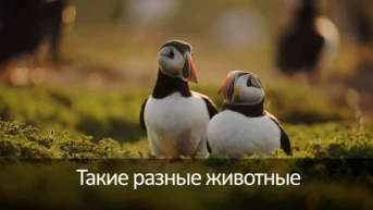 Такие разные животные