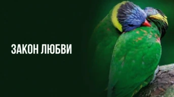 Закон любви