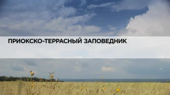 Приокско-террасный заповедник