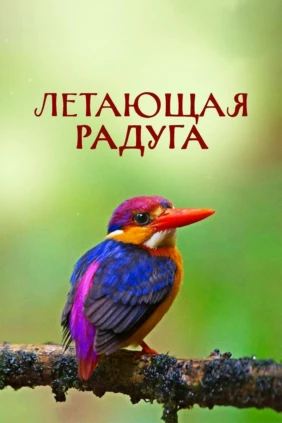 Летающая радуга