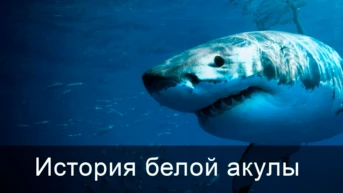 История белой акулы