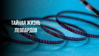 Тайная жизнь леопардов