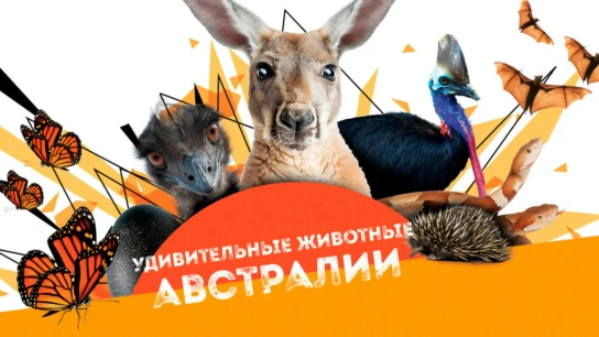 Удивительные животные Австралии