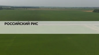 Российский рис