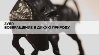 Зубр. Возвращение в дикую природу