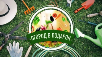 Огород в подарок