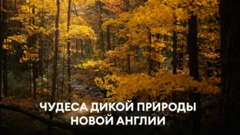 Чудеса дикой природы Новой Англии