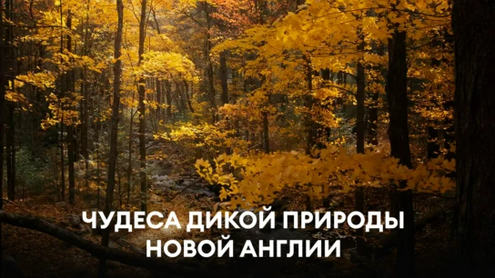 Чудеса дикой природы Новой Англии