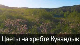 Цветы на хребте Кувандык