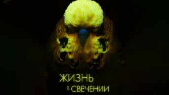 Жизнь в свечении