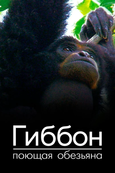 Гиббон — поющая обезьяна