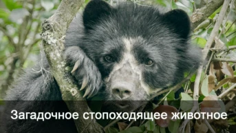 Загадочное стопоходящее животное
